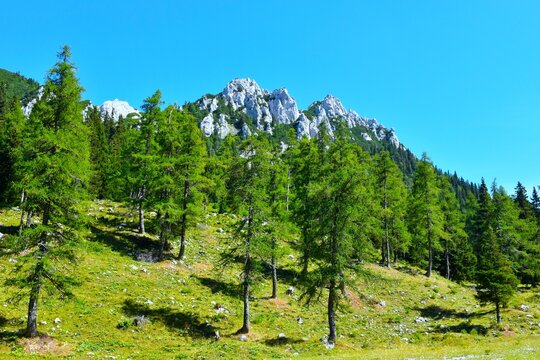 Larch forest bellow rocky mountain peaks at Zelenica in Karavanke, Gorenjska, Slovenia