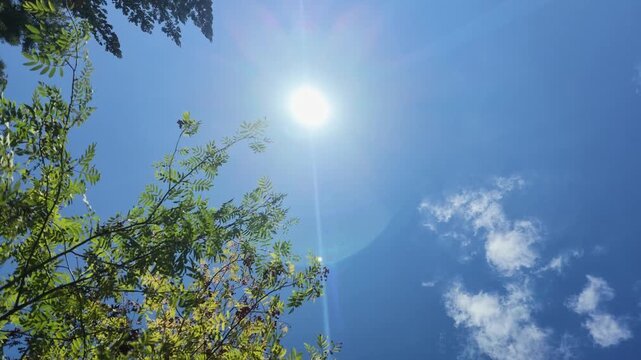 Brilliant sun shining through green tree branches with berries against a clear blue sky, with soft lens flare and drifting clouds.