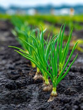 Rows of vibrant green onion plants growing in rich dark soil with a blurred natural background under soft daylight in an agricultural garden setting