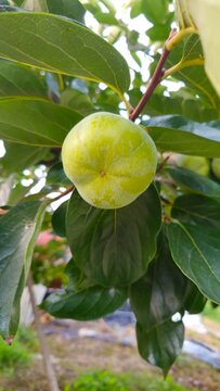 figs on tree