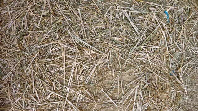 dry grass background