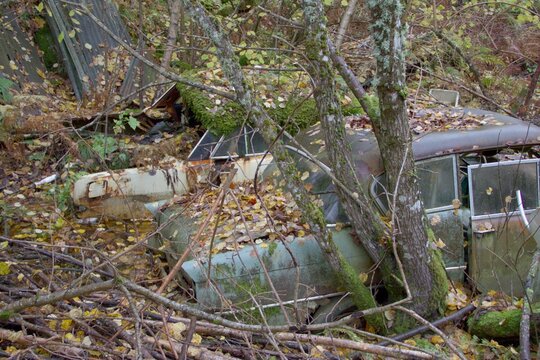 Abandoned cars overgrown in autumn forest