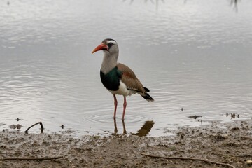 Fototapeta premium A lone bird with red beak stands in shallow water near muddy bank. The wild creature has grey head white chest green patch on neck brown wings and long red legs.