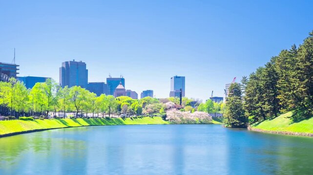 東京・桜田濠と国会議事堂　満開の桜 タイムラプス