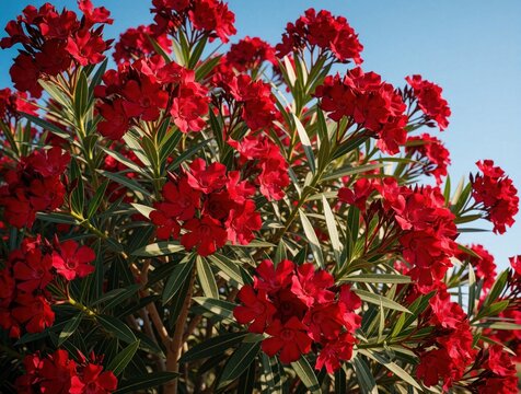 Red oleander flowers bloom vibrantly against a clear blue sky. This evergreen shrub, nerium oleander, displays rich foliage and bright petals in full summer bloom.