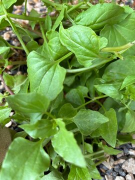 Fresh green common chickweed leaves texture background outdoors close up