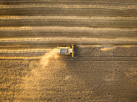 Aerial perspective of wheat harvest in a golden field, Poland.