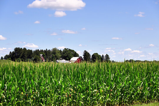 A healthy, mature cornfield partially obscures the barns in the background on a north central Illinois farm. 
