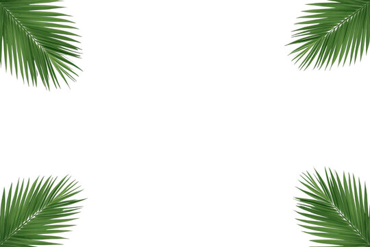 Tropical palm leaf corner decoration