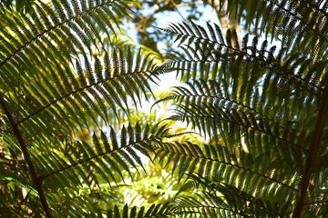 Looking up at the bipinnate canopy of a silver fern (Cyathea dealbata), also called ponga, its feather-like fronds spread against bright daylight. © Daniel Poloha
