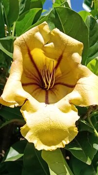 Large yellow chalice vine flower blooming among green foliage.