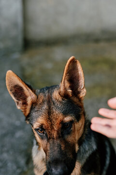 Curious dog in a closeup portrait explores a nearby hand, ears perked, focused gaze, conveying trust and gentle interaction. Studio shot with a neutral backdrop.