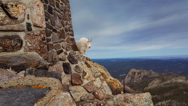  A mountain goat near the historic stone lookout tower on Black Elk Peak, overlooking a dramatic wilderness landscape of rugged granite formations, forested hills, and distant horizons.