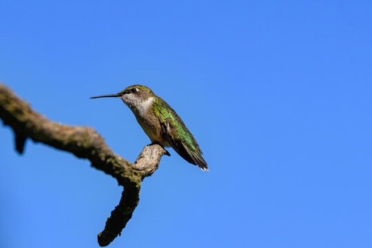 Female Ruby-throated Hummingbird perched on a dead snag protecting its territory. It generally spends the winter in Central America and migrates to Eastern North America for the summer to breed. 
