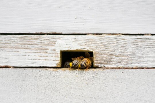 Two Honeybees Entering White Wooden Beehive, One Carrying Pollen