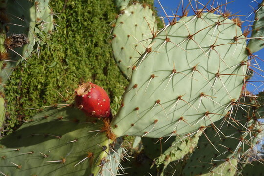 Detailed close-up shot captures a green prickly pear cactus, Opuntia ficus-indica, showcasing sharp golden spines and one vibrant red tuna fruit, Phoenix, Arizona
