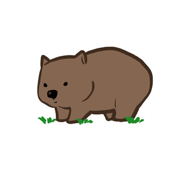 wombat