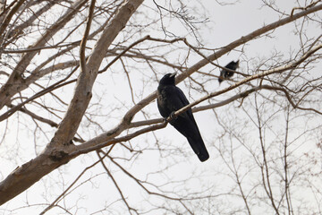 Obraz premium Black crow perched on a bare tree branch.