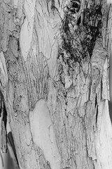 texture of a tree trunk plant (Black and white photo) © Casa.da.Photo