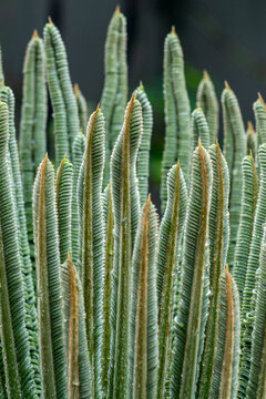Background of tree bud, scientific name Cycas revoluta
