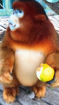 Golden snub nosed monkey eating fresh citrus fruit in a high quality wildlife video motion clip