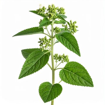 Tumble Pigweed Amaranthus albus Resistant Weed