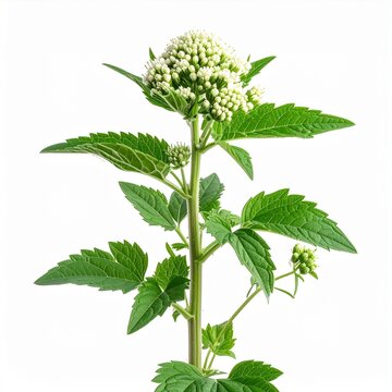 Tumble Pigweed Amaranthus albus Resistant Weed botanical photography 