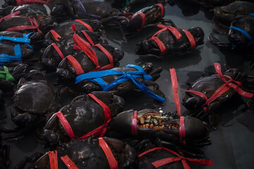 Live mud crabs (*Scylla serrata*) tied with rope to ensure safety during handling. © and