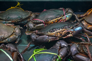 Live mud crabs (*Scylla serrata*) tied with rope to ensure safety during handling. © and