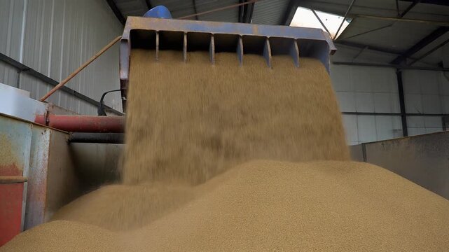 Silage chute falling in a continuous stream