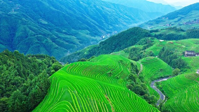 Aerial view of winding road passing through lush green terraced rice fields in Longji Rice Terraces, Guilin, Guangxi Province, China