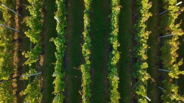 Vineyard row moving continuously in a steady breeze