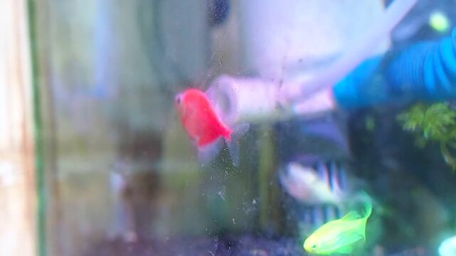 Bright Red GloFish Swimming in Freshwater Aquarium