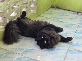Lazy Black Cat Lounging: A fluffy black cat with striking yellow eyes lounges on its back on a tiled floor, appearing relaxed and content in its comfortable pose. © Putt_Sanplee