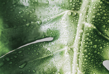Young monstera leaf background still unfurling, glistening with fresh water droplets, ideal freshness concept for eco cosmetics, wellness branding and botanical prints. © Faruh