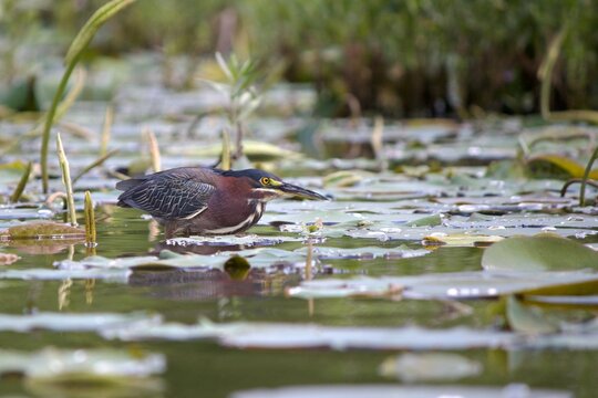 Green Heron at Lake Springfield, Missouri
