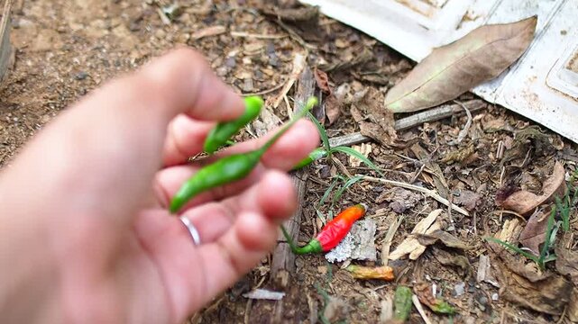 Close-up of a hand picking fresh vibrant green and red chili peppers directly from the earthy ground