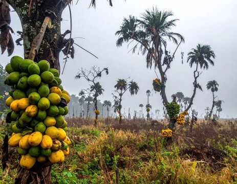 Tropical fruit clusters on palm trees in misty field