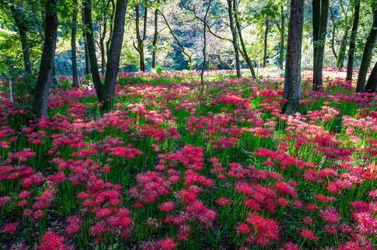 彼岸花 Images – Browse 37,155 Stock Photos, Vectors, and Video