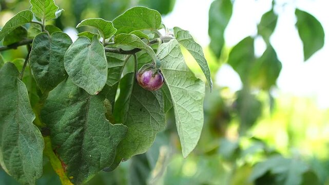 Fresh small round purple eggplant growing on a plant branch with vibrant green leaves in an organic garden.