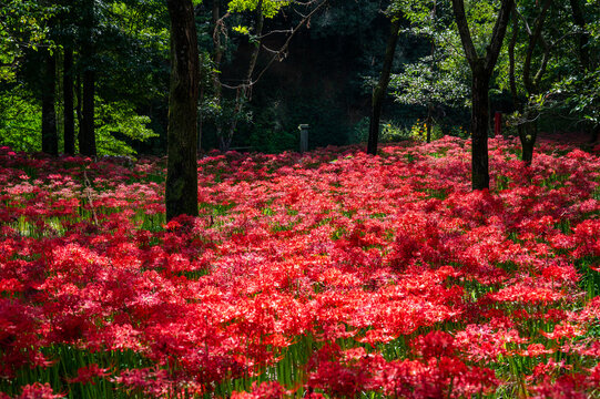 彼岸花 Images – Browse 38,514 Stock Photos, Vectors, and Video