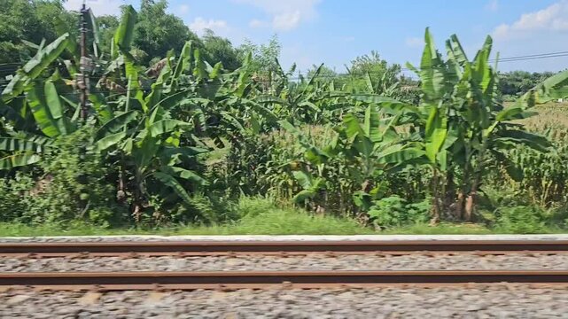 Green Rice Fields and Plantations Beside Railway Tracks in Indonesia