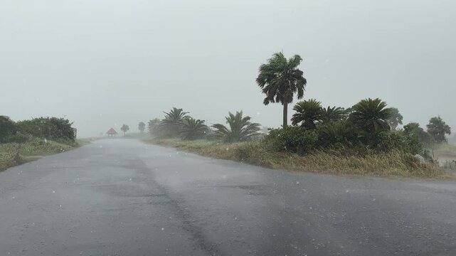 Powerful Hurricane Winds And Torrential Rain Lash Coastal Palm Trees