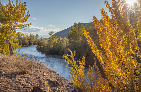 Mountain river in golden autumn, indian summer, forested banks