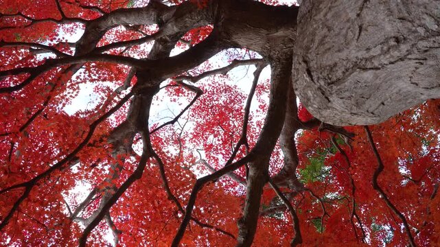 紅葉した大きなカエデの木の根本からドリー撮影した4K動画