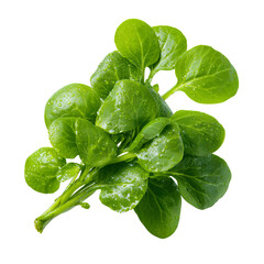 Fototapeta premium Fresh, vibrant green leaves with water droplets (2)