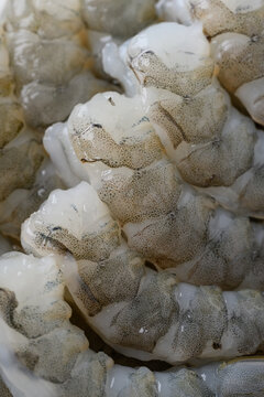Close-up of raw Pacific white shrimp texture and pattern background, seafood ingredient