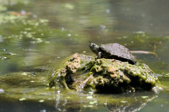 Small Map Turtle Resting on Rock at Lake Springfield, Missouri