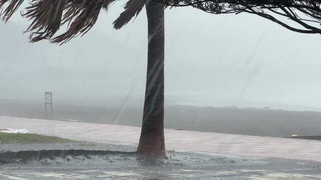 Strong Hurricane Wind And Rain Lash Beach And Palm Tree