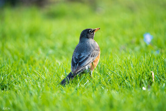 robin on the grass